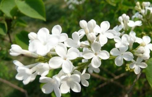 家養盆栽「丁香花」，掌握修剪技巧後，新手也不用擔心後期生長