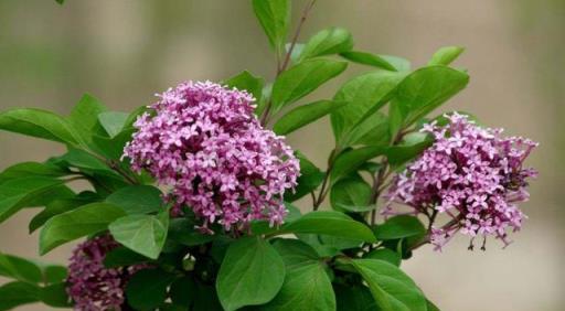 家養盆栽「丁香花」，掌握修剪技巧後，新手也不用擔心後期生長