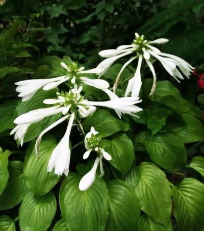 玉簪——花園中陰生植物之王，典雅高貴，夏天看了竟覺得涼快