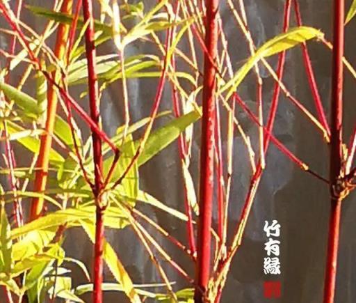 養竹必備\《紅箭竹養植寶典》-imomo植物識別