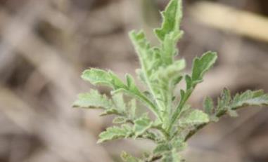 河邊生的「野草」，人稱「臭蒿」，葉子很像蘿蔔葉，功能用途多！