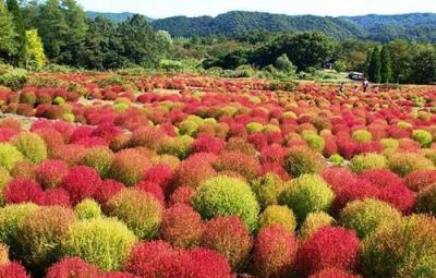 從此識花不求人系列（2）——草本花卉，色彩豐富，花園很常見