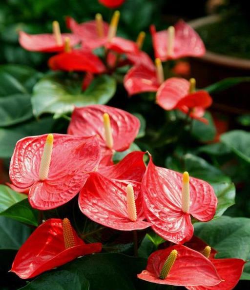 這「3種」植物遇水就瘋長，「大戶人家」最愛養，40℃也生機勃勃