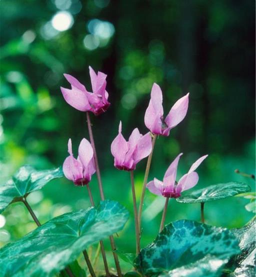 4種花進入7月會「睡覺」，切記「斷糧」少澆水，不然3天只剩盆