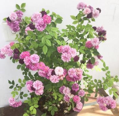 陽臺小，就養這3種「小花」，香味濃郁，花期超長