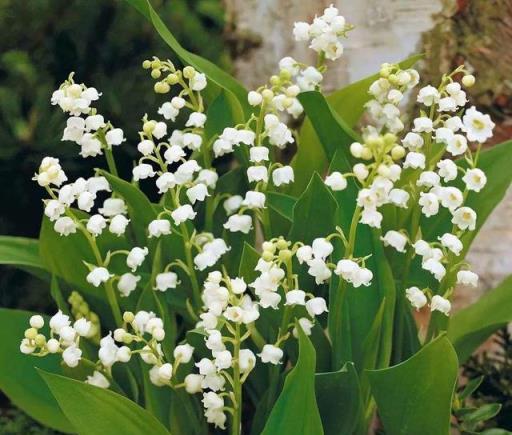 養一盆花，死一盆花？養花的5個「祕籍」，看懂了都是高手