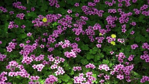 家有庭院，選這3種「強健花草」，綻放美麗無需費心