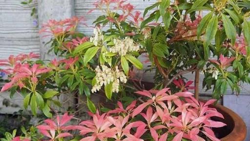 灌木和鱗莖花卉裡，這些開花植物花朵清香，院子和陽臺都能種