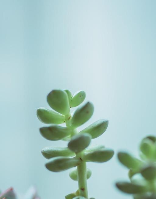 多肉告別豆芽菜，走向矮包子，只需三步