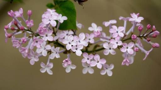 家養盆栽「丁香花」，掌握修剪技巧後，新手也不用擔心後期生長