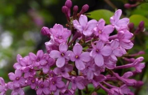 家養盆栽「丁香花」，掌握修剪技巧後，新手也不用擔心後期生長