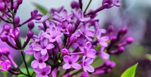 家養盆栽「丁香花」，掌握修剪技巧後，新手也不用擔心後期生長