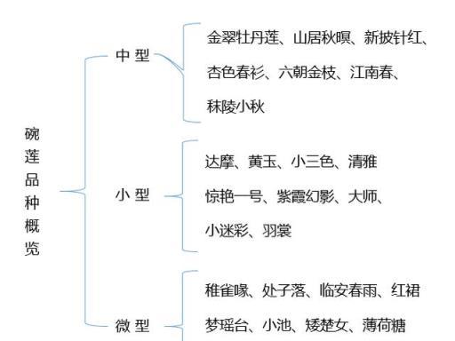 微型、立葉、豐花：你想象中的碗蓮是這樣的麼？