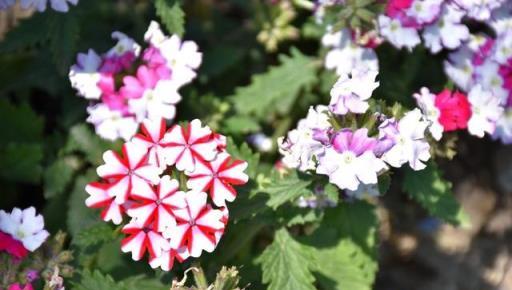 家有庭院，選這3種「強健花草」，綻放美麗無需費心
