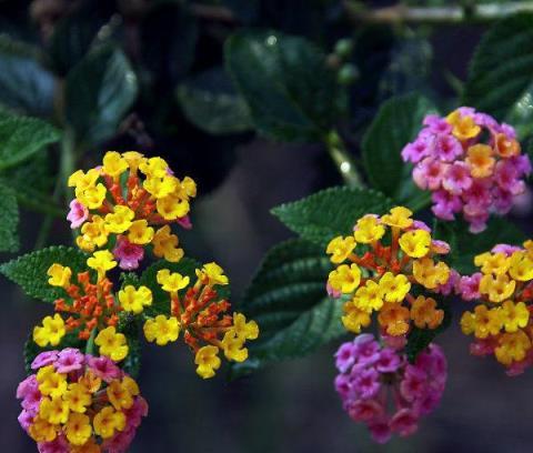 8種花草真好看，卻被列為「入侵植物」，花友們要當心