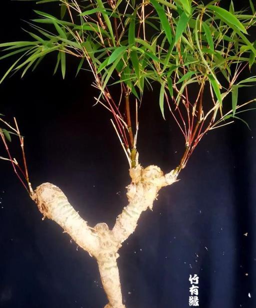 養竹必備\《紅箭竹養植寶典》-imomo植物識別
