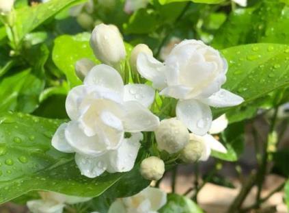 養好茉莉花，小花匠教你4個「小技巧」，四季花不斷，香味飄滿屋