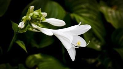 玉簪——花園中陰生植物之王，典雅高貴，夏天看了竟覺得涼快