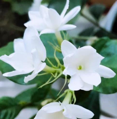 適合家庭養殖的花卉綠植有哪些？推薦10款常見花卉綠植，僅供選擇