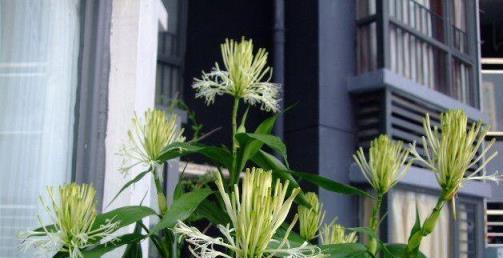 大戶人家愛養「三植物」，一開花就有好事情，遇水瘋長「寓意好」