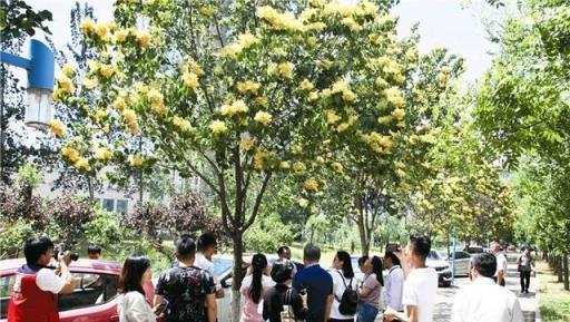 枝上金花爛漫，樹下香氣襲人，可你是否瞭解它——丁香花？