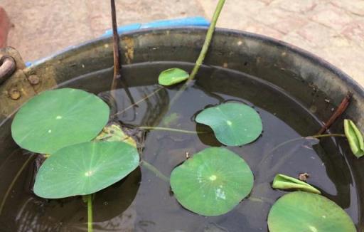 用種藕和蓮子種出開花的碗蓮，這些技巧都要掌握，可讓它年年開花