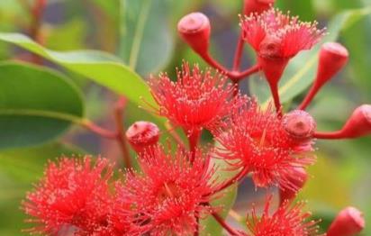 大戶人家愛養「三植物」，一開花就有好事情，遇水瘋長「寓意好」