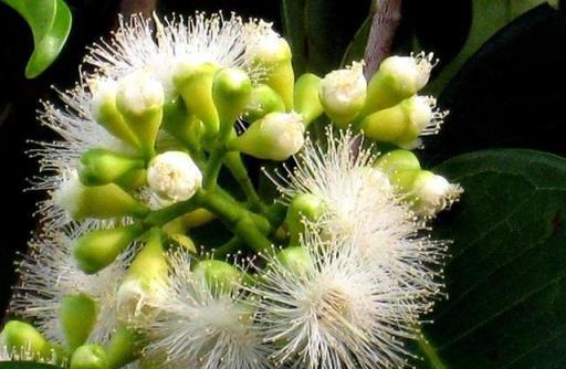 大戶人家愛養的「三植物」，養護省心「遇水就瘋長」，三季都開花