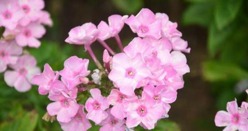 7、8月逛花市，8種花「備受寵愛」，新手也能養好，能開小半年