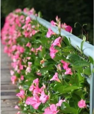 7、8月逛花市，8種花「備受寵愛」，新手也能養好，能開小半年