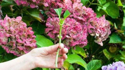 7、8月逛花市，8種花「備受寵愛」，新手也能養好，能開小半年