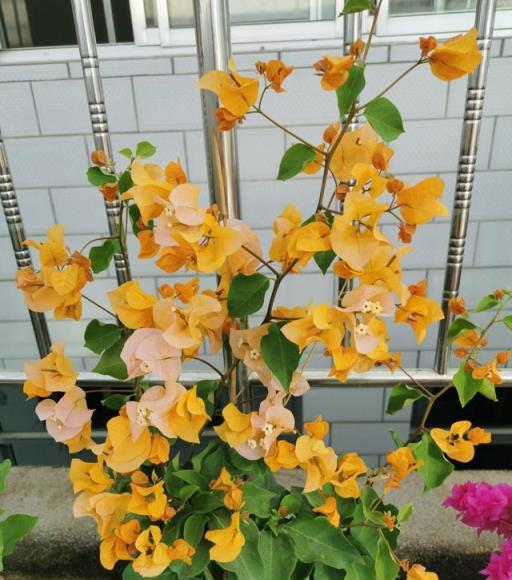 7、8月逛花市，8種花「備受寵愛」，新手也能養好，能開小半年
