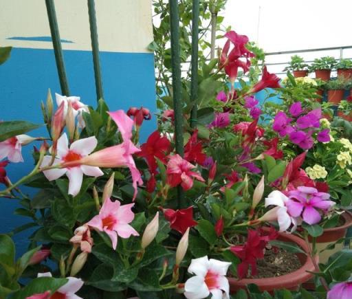 7、8月逛花市，8種花「備受寵愛」，新手也能養好，能開小半年