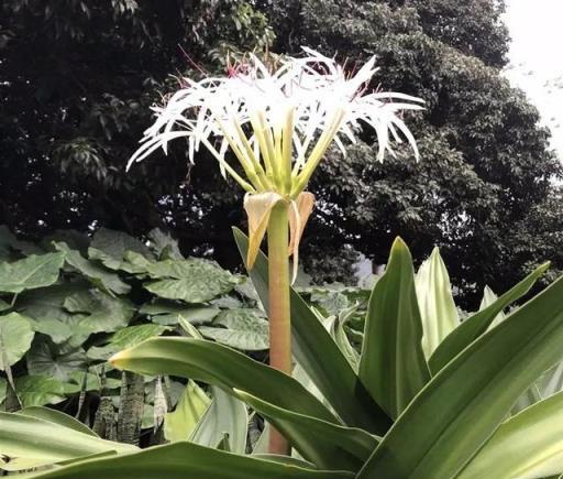 6種佛教聖花，個個都是吉祥花，家裡養一盆，養心又養身