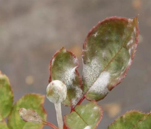 養花時很容易出現的6種病蟲害，蚜蟲、介殼蟲和紅蜘蛛都要可清除