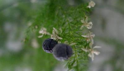 文竹養了好幾年，開滿小白花，授粉結種子，撒花盆長出一片小苗子