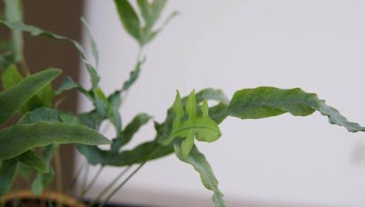 12款居家觀葉植物推薦：生活不能沒有綠，總有一款適合你