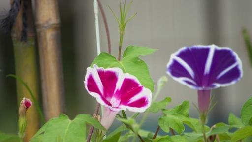 不想花錢又要花開滿園？那就養這5種「土得掉渣」的花，超能開