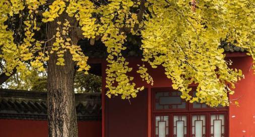 4種樹適合養在院子裡，清新雅緻，寓意吉祥，越養越順利