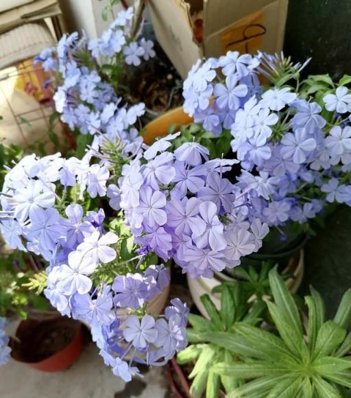 7、8月逛花市，8種花「備受寵愛」，新手也能養好，能開小半年