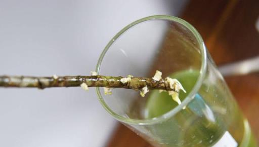 12款居家觀葉植物推薦：生活不能沒有綠，總有一款適合你