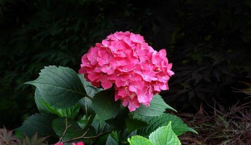 7、8月逛花市，8種花「備受寵愛」，新手也能養好，能開小半年