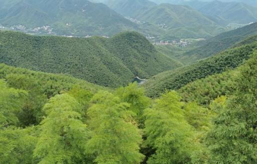 避暑去哪兒？在高高大大的紅豆杉樹蔭下，任憑山風輕輕呼嘯著