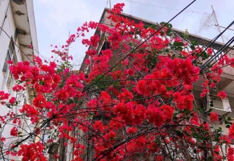 夏秋賞花：盆栽三角梅，日常牢記2個細節，天涼還能再開一波花