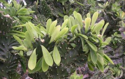 這幾種花雖然醜，卻端莊典雅鎮宅，擺在客廳有好處