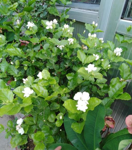 7、8月逛花市，8種花「備受寵愛」，新手也能養好，能開小半年
