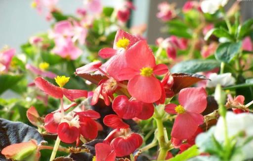 大戶人家愛養的「三植物」，養護省心「遇水就瘋長」，三季都開花