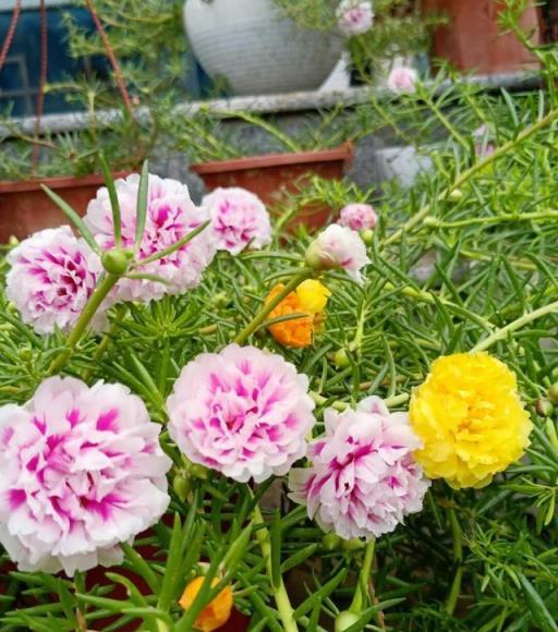 7、8月逛花市，8種花「備受寵愛」，新手也能養好，能開小半年