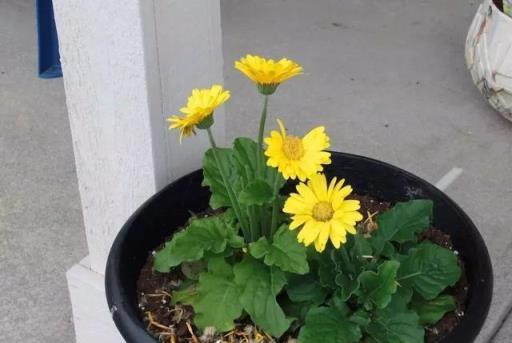 一年四季可以養在室內的開花植物和觀葉植物，附新手養護教程