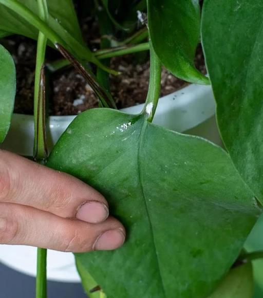 室內植物容易招惹的病蟲害，為啥常年養家裡的植物也會感染害蟲？